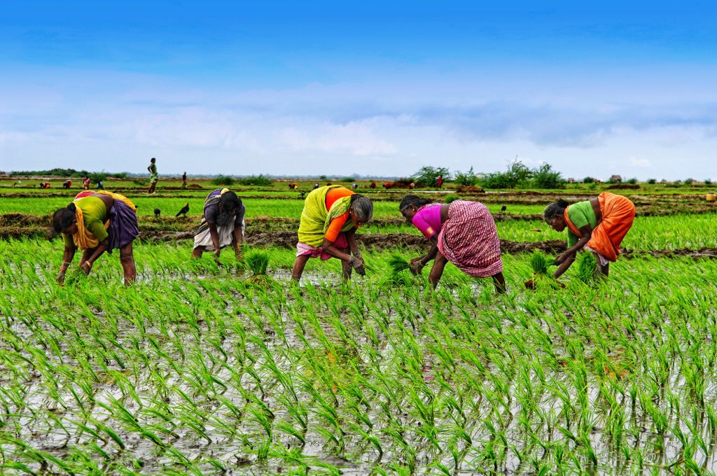 Women planting rice in a paddy field in the Volta Region of Ghana